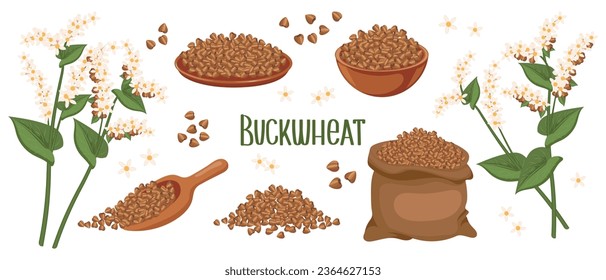 Set of buckwheat grains and spikelets. Buckwheat plant, buckwheat grains in a plate, spoon and bag. Agriculture, food icons, design elements, vector