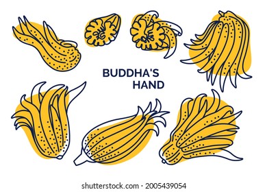 Set of Buddha's hand exotic fruits. Collection of fingered citron. Vector cartoon doodle illustration with outlines and color spot