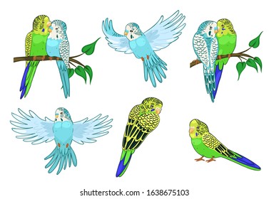 Set of budgies isolated on white background. Vector graphics.