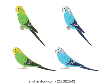 Set of budgies parrots. Vector illustration of green and blue budgerigars parrots on white background. 