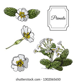 Set  of  buds and leaves of white primula. Hand drawn colored  sketch with sping flowers. Vector illistration