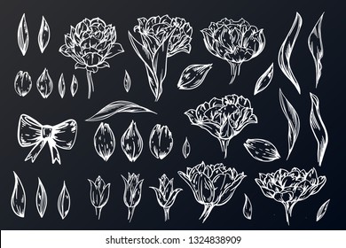 Set of buds of tulips, leaves, petals. For a composite ornament or decor of your design. Concept for wedding, holiday, birthday, logo, tattoo. Isolated on black background.