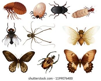 Set of bug and insect illustration