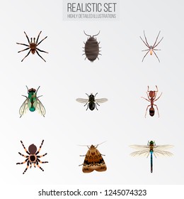 Set of bug realistic symbols with ant, wasp, fly and other icons for your web mobile app logo design.