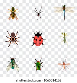Set of bug realistic symbols with black widow, ladybug, mosquito and other icons for your web mobile app logo design.