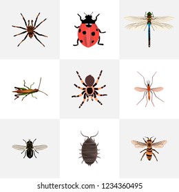 Set of bug realistic symbols with black widow, dragonfly, tarantula and other icons for your web mobile app logo design.