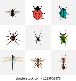 Set of bug realistic symbols with fly, ladybug, beetle and other icons for your web mobile app logo design.