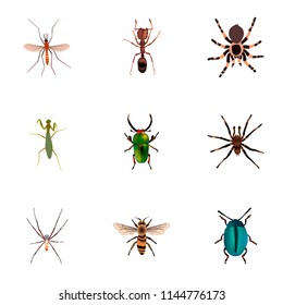 Set of bug realistic symbols with housefly, beetle, ant and other icons for your web mobile app logo design.