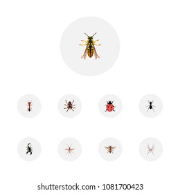 Set of bug realistic symbols with sting, housefly, arachnid and other icons for your web mobile app logo design.
