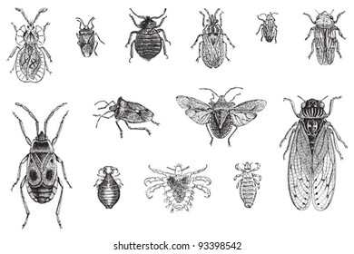 Set Of Bugs, Cicada And Louses / Vintage Illustration From Meyers Konversations-Lexikon 1897