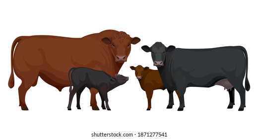 Set Bull, Cow, Calf. Aberdeen Angus - The Best Beef Cattle Breeds collection. Farm animals. Vector Illustration.