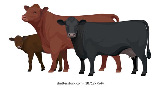 Set Bull, Cow, Calf. Aberdeen Angus - The Best Beef Cattle Breeds collection. Farm animals. Vector Illustration.