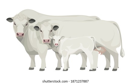Set Bull, Cow, Calf. Belgian Blue - The Best Beef Cattle Breeds. Farm animals. Vector Illustration.