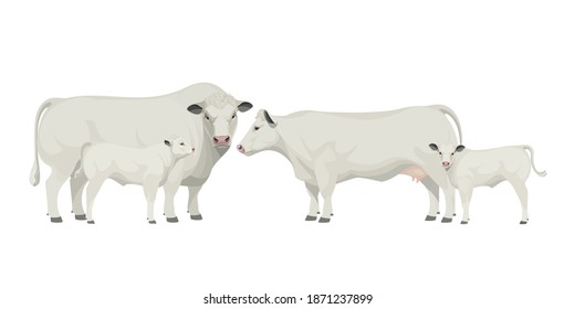 Set Bull, Cow, Calf. Belgian Blue - The Best Beef Cattle Breeds. Farm animals. Vector Illustration.