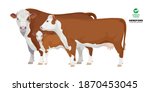 Set Bull, Cow, Calf. Hereford - The Best Beef Cattle Breeds. Farm animals. Vector Illustration.