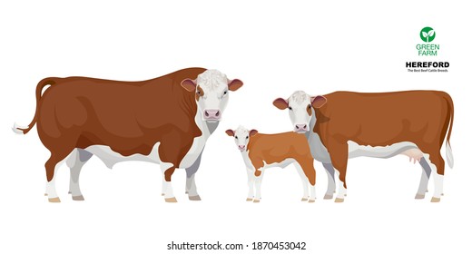 Set Bull, Cow, Calf. Hereford - The Best Beef Cattle Breeds. Farm Animals. Vector Illustration.