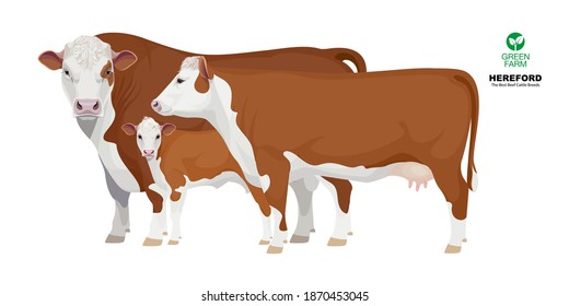 Set Bull, Cow, Calf. Hereford - The Best Beef Cattle Breeds. Farm animals. Vector Illustration.