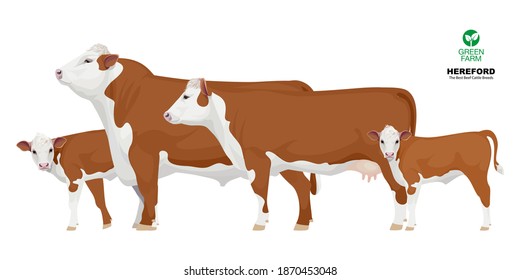 Set Bull, Cow, Calf. Hereford - The Best Beef Cattle Breeds. Farm animals. Vector Illustration.