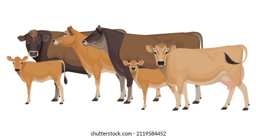 Set of Bull, Cow, Calf. Jersey - The Best Milk Cattle Breeds. Farm animals. Vector Illustration.