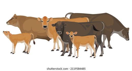 Set of Bull, Cow, Calf. Jersey - The Best Milk Cattle Breeds. Farm animals. Vector Illustration.