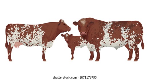 Set Bull, Cow, Calf. Shorthorn - The Best Beef Cattle Breeds. Farm animals. Vector Illustration.