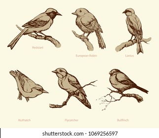 Set Bullfinch, Redstart, Nuthatch, Flycatcher, Lanius, European Robin, Treecreeper. Monochrome freehand outline black ink hand drawn emblem pictogram sketchy in art scribble retro style pen on paper