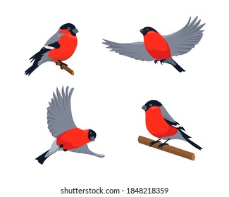 Set of bullfinches in different poses isolated on white background. Vector illustration.