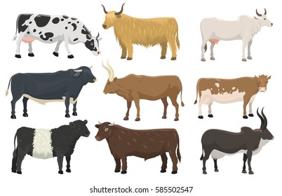 Set of bulls and cows farm animal cattle mammal nature beef agriculture and domestic rural bovine horned cartoon buffalo character vector illustration.