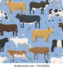 Set of bulls and cows farm animal cattle mammal nature beef agriculture and domestic rural bovine horned cartoon buffalo character vector seamless pattern