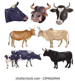 Set of bulls and cows. Portraits of the head and full-length. Vector illustration isolated on white background