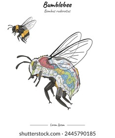 Set Bumblebee bombus ruderatus internal anatomy and its body illustration. for educational content, teaching, presentation.