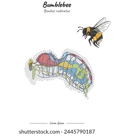 Set Bumblebee bombus ruderatus internal anatomy illustration for educational content, teaching, presentation.