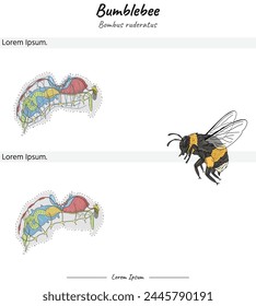 Set Bumblebee bombus ruderatus internal anatomy illustration of two versions. for educational content, teaching, presentation.