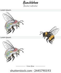 
Set Bumblebee bombus ruderatus internal anatomy and its body illustration of two versions. for educational content, teaching, presentation.