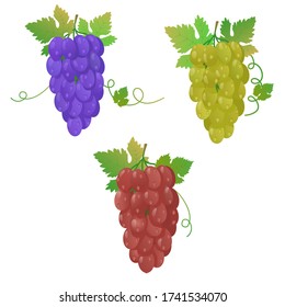 set of bunch of grape red,blue and green color grape isolated on white