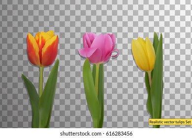 Set of  bunch Realistic vector spring, yellow, pink, red tulips flowers isolated on transparent background. Vector illustration. 
