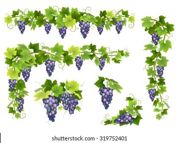 A set of bunches of blue grapes. Cluster of berries, branches and leaves. Vector illustration.