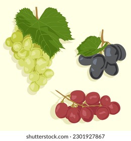 A set of bunches of grapes of different colors. Grapes black, red and green. Fruit icons in vector.