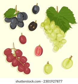 A set of bunches of grapes of different colors. Grapes black, red and green. Individual berries whole and cut in half.