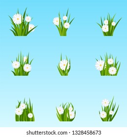 Set of bunches of green grass with flowers on a meadow or lawn. Summer meadow plants, chamomile inflorescence. Rustic landscape, rural farm.