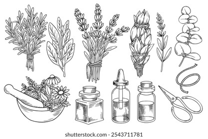 Conjunto de racimos de hierbas medicinales, aceites esenciales. aromaterapia, medicina alternativa. Ilustración vectorial en estilo sketch.