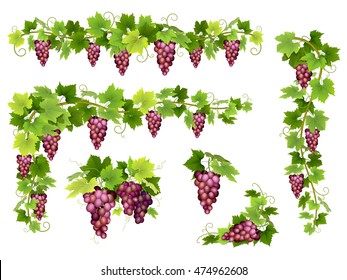 Set of bunches of red grapes. Cluster of berries, branches and leaves. Vector realistic illustration about harvest and wine making.