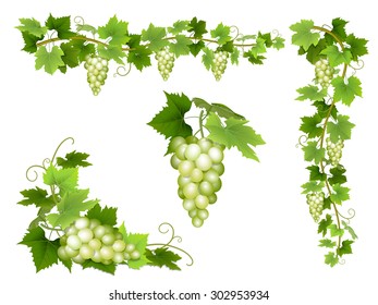 A set of bunches of white grapes. Cluster of berries, branches and leaves. Vector illustration.