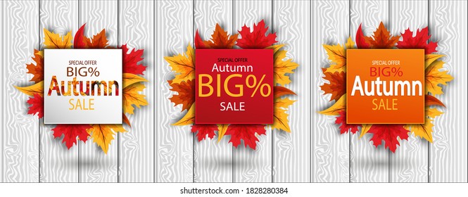 set, bundle, Autumn sale banner with colorful and rowan seasonal autumn leaves for discount shopping promotion. Vector illustration. on a white background, landing page