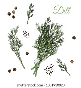 Set  of  bundles of dill and spices. Hand drawn ink and colored sketch isolated on white background. Vector illustration.