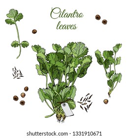 Set  with  bundles of  leaves of cilantro and spices. Hand drawn ink and colored sketch isolated on white background. Vector illustration.