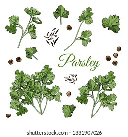 Set  with  bundles of  leaves of parsley and spices. Hand drawn ink and colored sketch isolated on white background. Vector illustration.