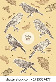 Set of bunting bird, hand draw sketch vector. Bird collection