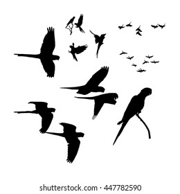 Set of burrowing parrots silhouettes, isolated, white background