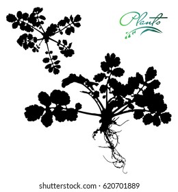 Set of bush celandine. Collection of medicinal plants. Detailed vector illustration